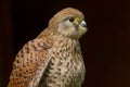 Kestrel falco tinnunculus bird of prey Royalty Free Stock Photo