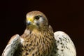 Kestrel falco tinnunculus bird of prey Royalty Free Stock Photo
