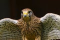 Kestrel falco tinnunculus bird of prey Royalty Free Stock Photo