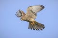 Kestrel, falco tinnunculus, bird of prey hunting Royalty Free Stock Photo