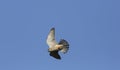 A Kestrel Falco tinnunculus in flight hunting for food.
