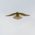 Kestrel falco tinnunculus in flight with spread wings Royalty Free Stock Photo