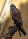 Kestrel (Falco tinnunculus) off the Coast of Howth, Dublin, Ireland Royalty Free Stock Photo