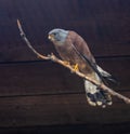 Kestrel (Falco tinnunculus) off the Coast of Howth, Dublin, Ireland Royalty Free Stock Photo