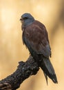 Kestrel (Falco tinnunculus) off the Coast of Howth, Dublin, Ireland Royalty Free Stock Photo