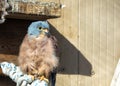 Kestrel (Falco tinnunculus) off the Coast of Howth, Dublin, Ireland Royalty Free Stock Photo