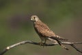 Kestrel, Falco tinnunculus