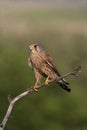 Kestrel, Falco tinnunculus