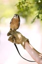 Kestrel Falcon