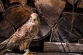 Kestrel falcon closeup Royalty Free Stock Photo