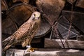 Kestrel falcon closeup Royalty Free Stock Photo