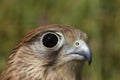 Kestrel Falcon Royalty Free Stock Photo