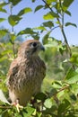 Kestrel Falcon Royalty Free Stock Photo