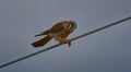 Kestrel feeding on a wire in Florida