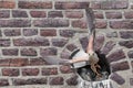 Kestrel with spread wings feeds its young Royalty Free Stock Photo