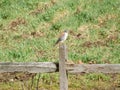 Kestrel on fencepost Royalty Free Stock Photo