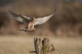 Kestrel in flight. Royalty Free Stock Photo