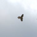 Kestrel in flight