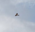 Kestrel in flight