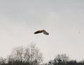 Kestrel in flight