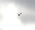 Kestrel in flight