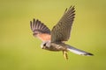 Kestrel in flight