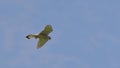 Kestrel in flight in search of a prey, which observes