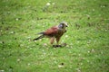 Kestrel on the ground with falconry jesses Royalty Free Stock Photo