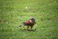 Kestrel on the ground with falconry jesses Royalty Free Stock Photo