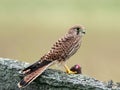 Kestrel with her catch (Falco tinnunculus)