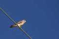 Kestrel on highwire