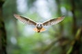 kestrel hovering with forest backdrop