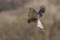 Kestrel hovering