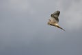 Kestrel hovering over a field near East Grinstead looking for prey