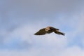 Kestrel hovering over a field near East Grinstead looking for prey