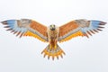 kestrel hovering at the peak of its ascent with wings fully extended