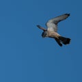 Kestrel hovering