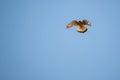 Kestrel hovering in the sky above a field on a blue sky