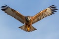 kestrel hovering in the sky, searching for prey