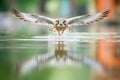 kestrel hovering by water reflection