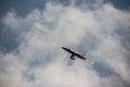 Kestrel hovers majestically