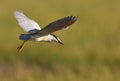 Kestrel illuminated with flash in flight against black background Royalty Free Stock Photo