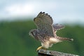 Kestrel, the juvenile, ready to take off Royalty Free Stock Photo