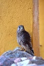 Kestrel standing on the rock Royalty Free Stock Photo