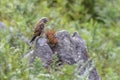 Kestrel perching on rock in it's natural habitat. Royalty Free Stock Photo
