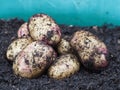 Kestrel potatoes after being harvested from container gardening