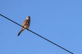 Kestrel resting on a telegraph wire on a sunny winters day Royalty Free Stock Photo