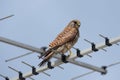 kestrel