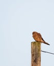 Kestrel sat on post looking for prey