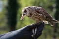 Kestrel sitting on falconers hand Royalty Free Stock Photo